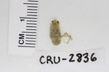 Media type: image;   Invertebrate Zoology CRU-2836 Description: Preserved specimen.;